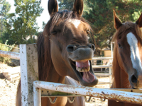 horse_laugh_by_Kevin.jpg
