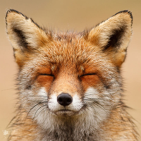 fox-faces-roeselien-raimond-smiling.jpg