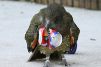 Kea-Parrot-recycling-Paradise-Park-Corwnall.jpg