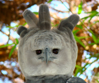 portrait-of-a-harpy-eagle.jpg