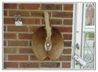 deer_doorbell_1.jpg