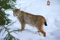 800px-Lynx_Nationalpark_Bayerischer_Wald_01.jpg