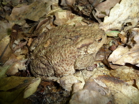 800px-Bufo_bufo_2009_G1.jpg