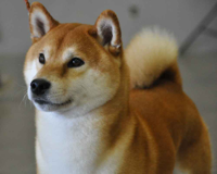 japanese-shiba-Inu.jpg