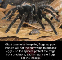 Spiders-and-frogs.jpg