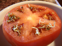 seeds-sprouting-inside-tomato-vivipary-photo-by-j.jpg