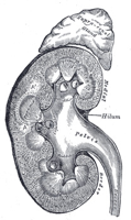 Kidney_section.jpg