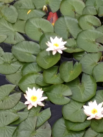 IMG-20190804-WA0007.jpg