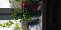 IMG-20190808-WA0001.jpeg
