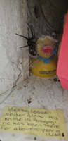 Guys-mother-has-a-spider-she-feeds-in-a-medicine-c.jpg