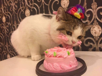 cat-eats-cake-1.jpg