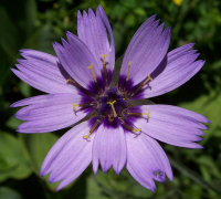 800px-Catananche_caerulea_001.jpg