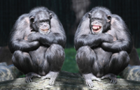 Chimpanzees-communication.jpg