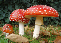 898px-2006-10-25_Amanita_muscaria_crop.jpg