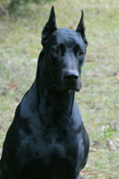 The-Doberdane-A-Doberman-Great-Dane-mix.jpg