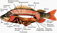 Mochepolovaya-sistema-ryib.jpg