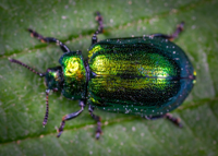 macro-photography-of-jewel-beetle-on-green-leaf.jpg