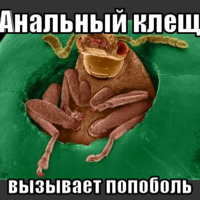 macro-анальный-клещ.png