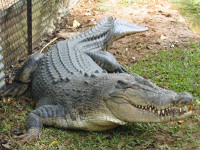 crocodile.png