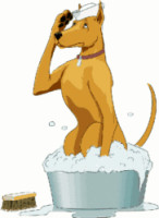 dog-in-bath-bassin.png