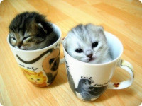 cup_of_cat.PNG