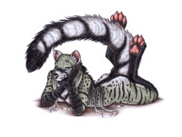 paws3153_Civet cat 3.png