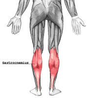 Gastrocnemius.png