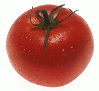 tomato.png