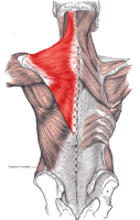 Trapezius_Gray409.PNG