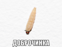 macro-доброчинка.png