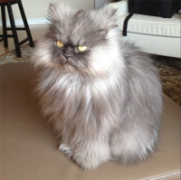 20130218-colonel-meow-1.png