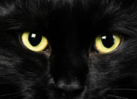 black-cat.PNG