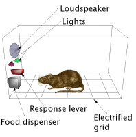 Skinner_box_scheme_01.png