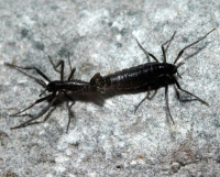 male-and-female-antarctic-midges-mating.png