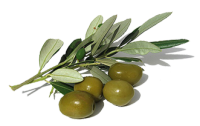 olive_IMG.png