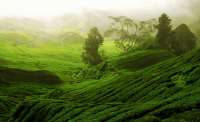 tea-plantation.png