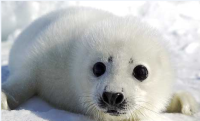 Cutebabyseal.png