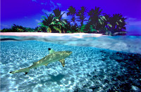 Black-Tip-Reef-Shark.png