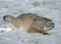 Dikij-manul.png