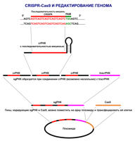 875px-CRISPR_overview_-_ru.svg.png