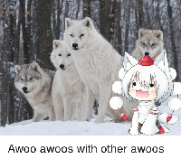 4-awoo-awoos-with-other-awoos-17188685.png