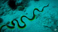 Black-Ribbon-Eel.webm