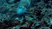 Cuttle-Fish.webm