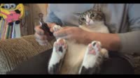 котик.webm