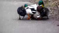 ducks.webm