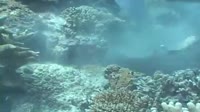 Crazy-Shark-Attack-Whitetip-Reef-Shark-Vs-Moray-Ee.webm